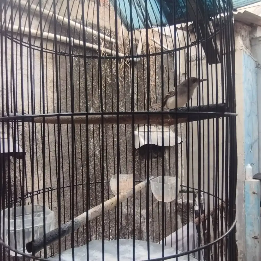 Burung ciblek masih muda