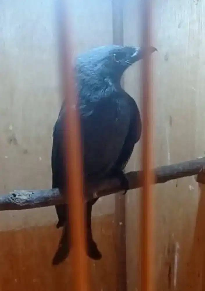 Burung Srigunting Abu Lokal