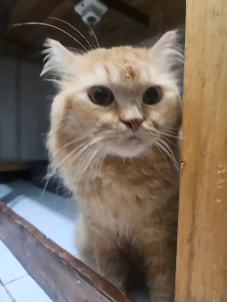 Kucing oyen Persia
