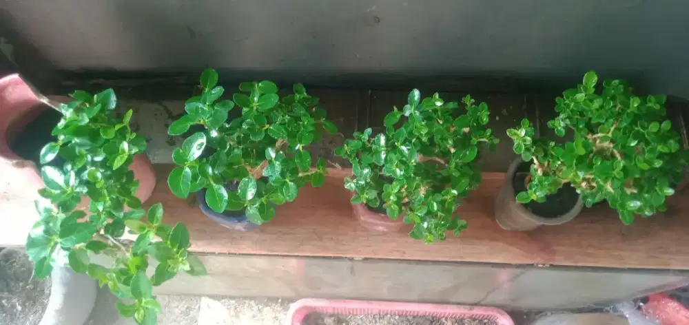 Bonsai sancang ukuran mame