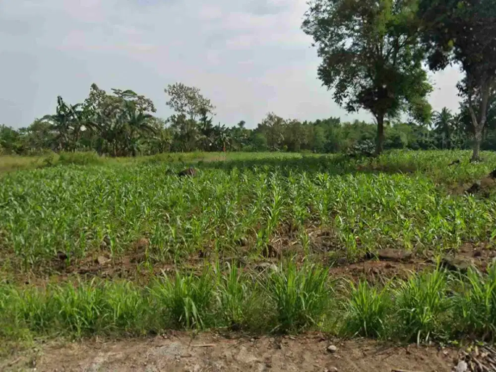 tanah 14000 meter dekat gerbang tol kalianda
