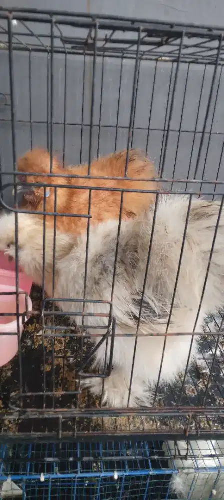 Ayam hias american silkie
