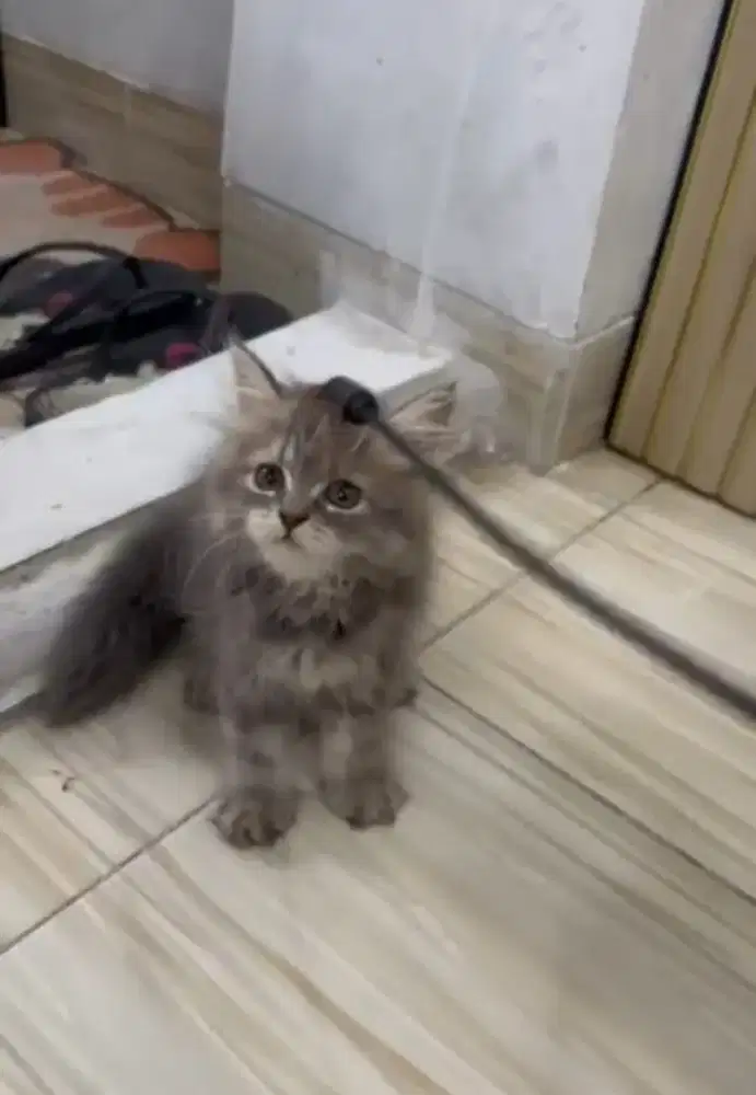 kucing jenis persia