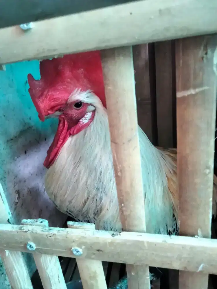 Ayam arab jantan
