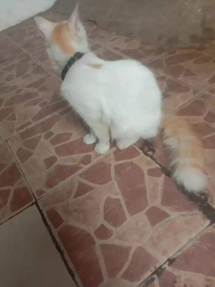 KUCING PERSIA ( BETINA )