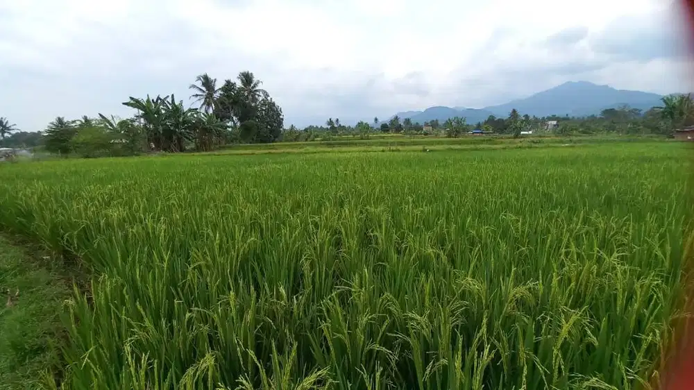 Dijual Tanah (Sawah) Gratis Rumah (Harga 1.000.000) per M2 di Cianjur