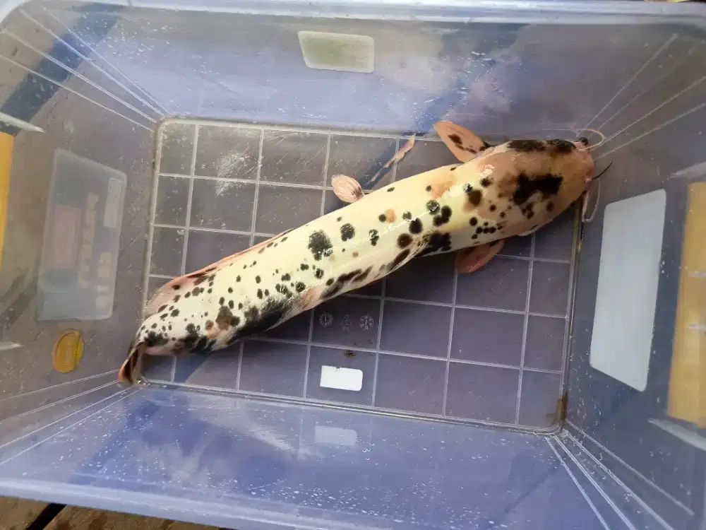 Lele sapi size besar hiasan kolam atau akuarium