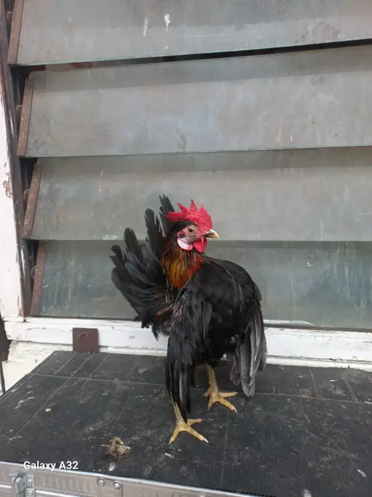 Ayam serama jantan hitam