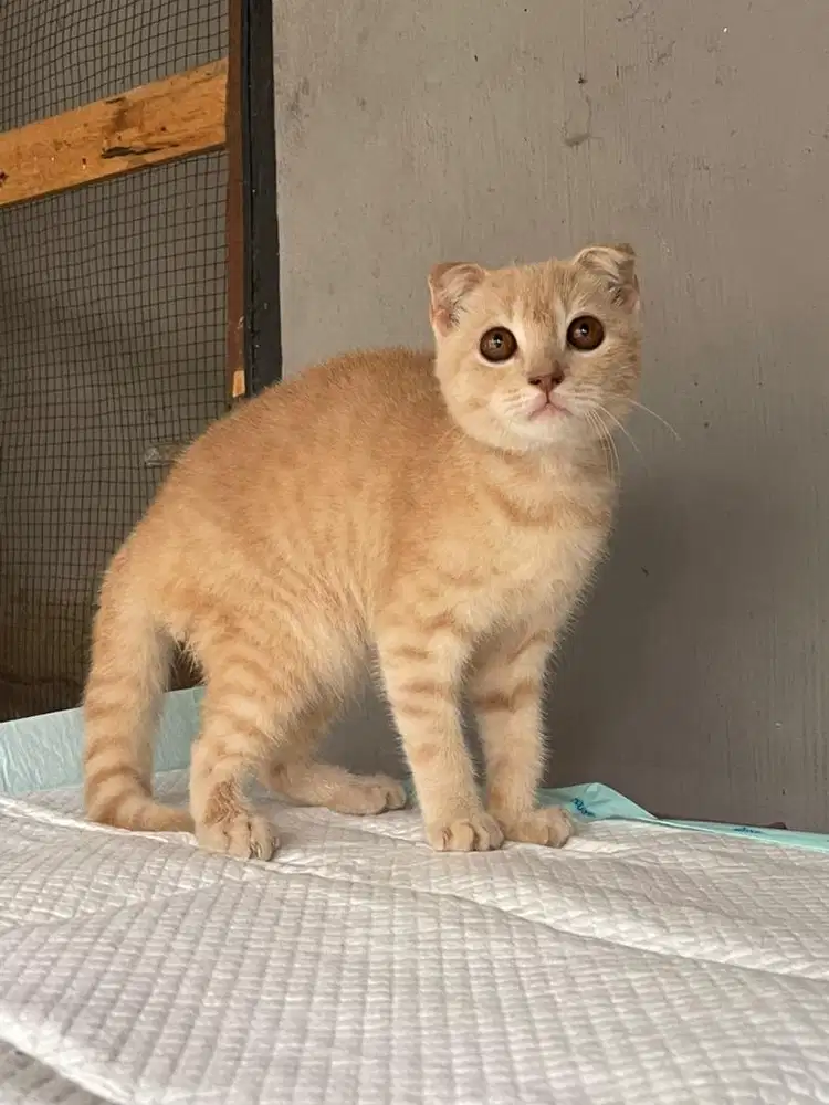 Bsh scotish fold jantan