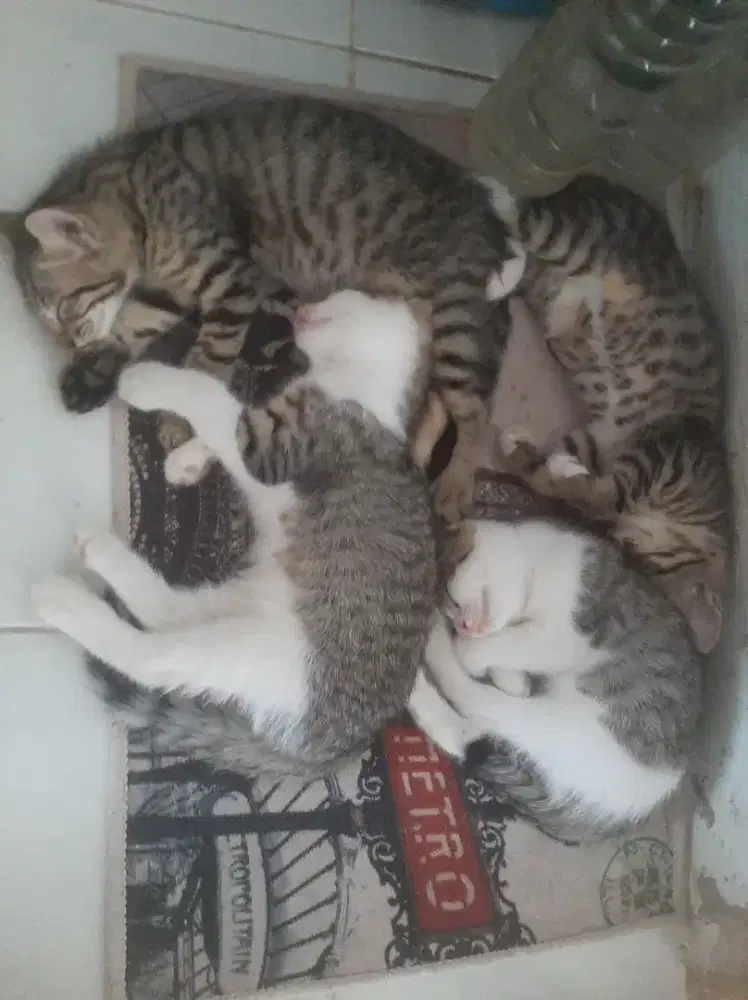Lepas adopsi kitten persia mix domestik jantan dan betina
