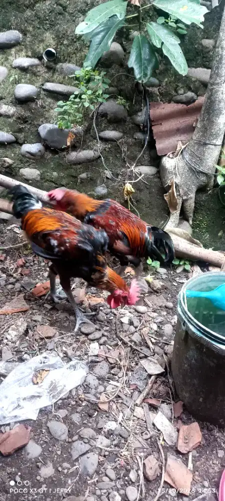 Ayam Pelung Jago 2
