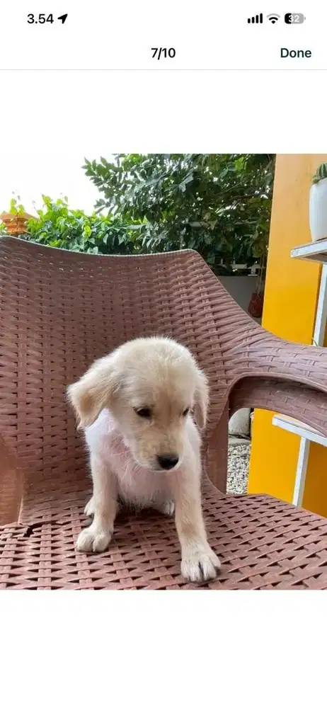 Family dog looking for a new home