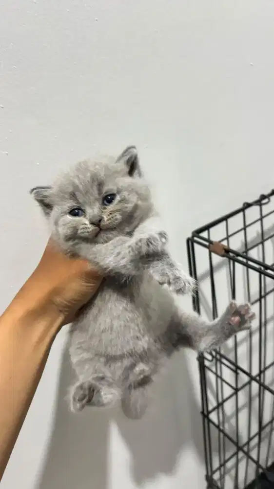 British Shorthair bsh