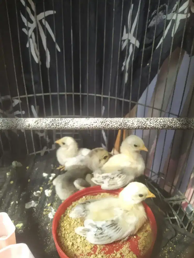 Anakan ayam kate
