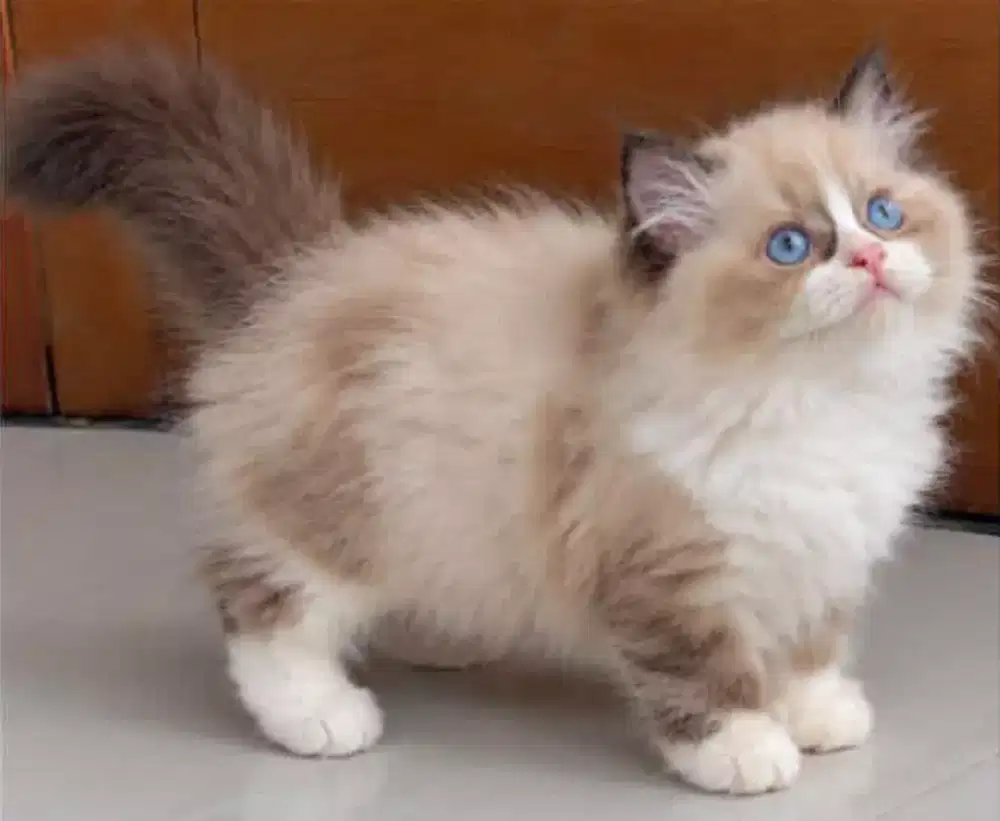 Ragdoll female 3 bulan