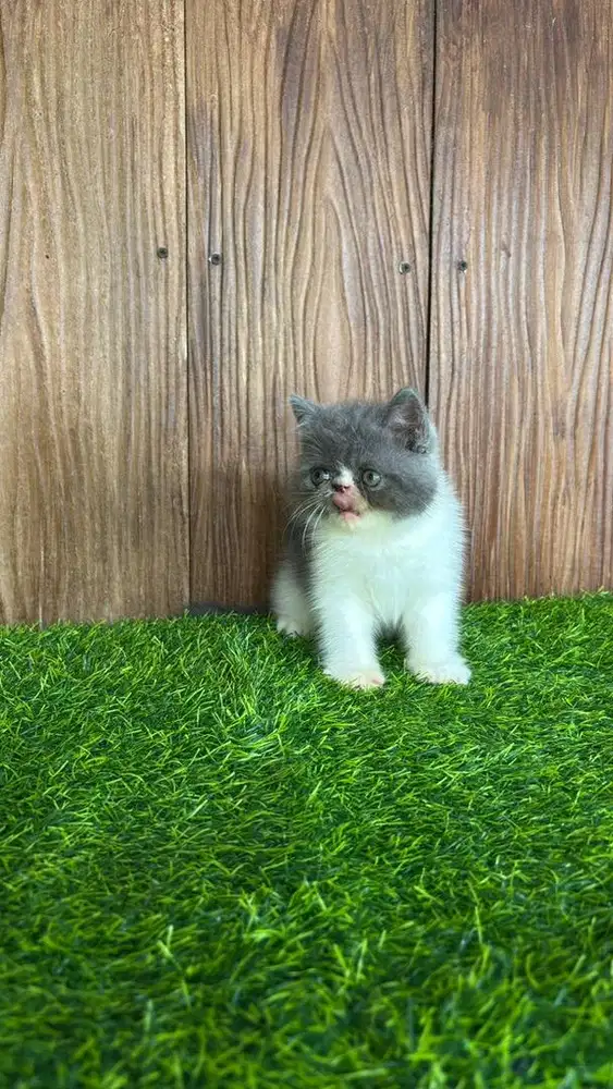 Kucing Peaknose