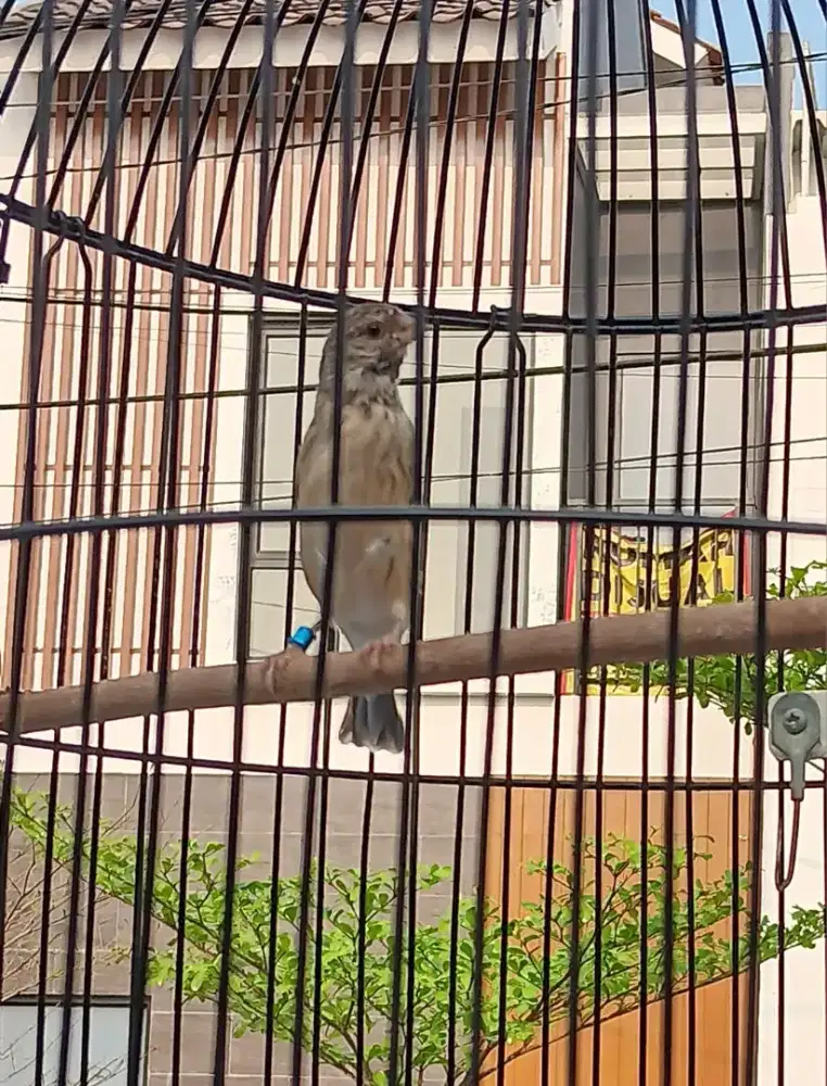 Blackthroat Gacor