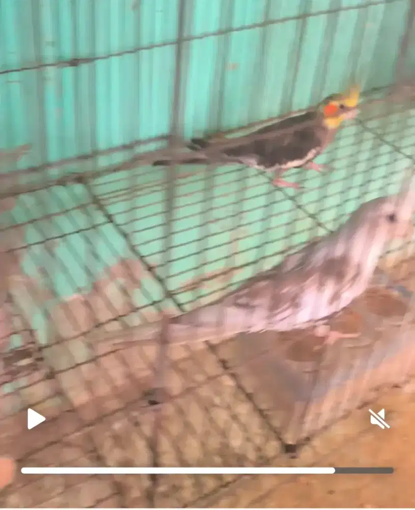 Anakan burung Falk WF, parkit Australia