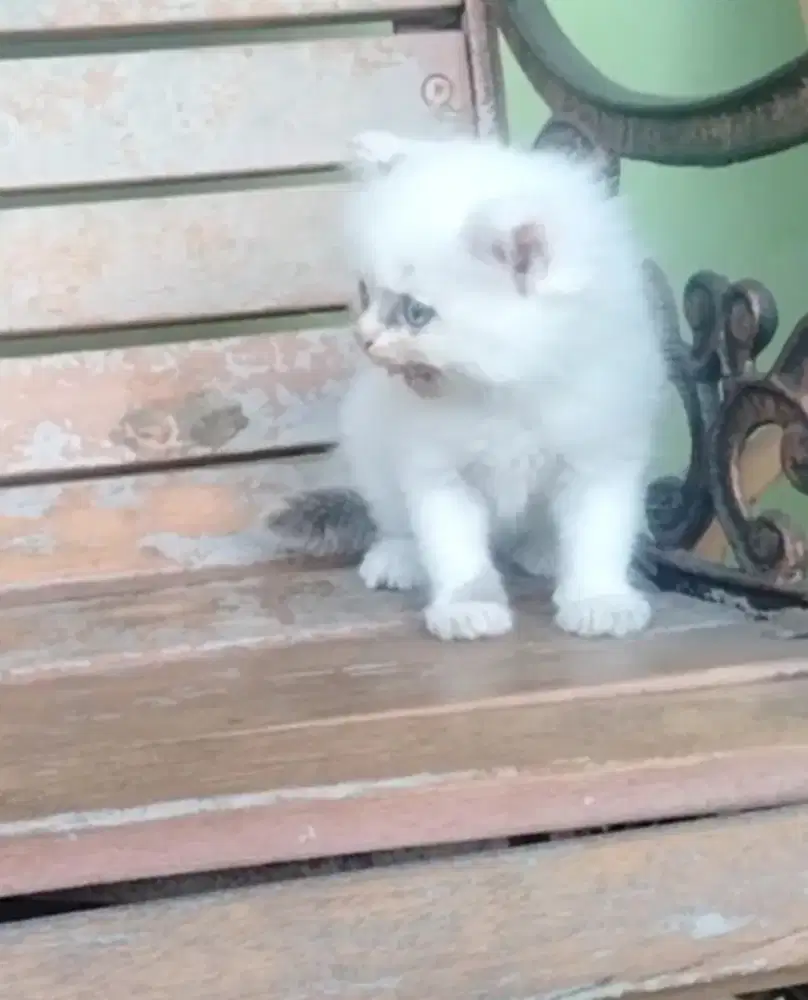 Kitten Ragdoll Jantan 2bln