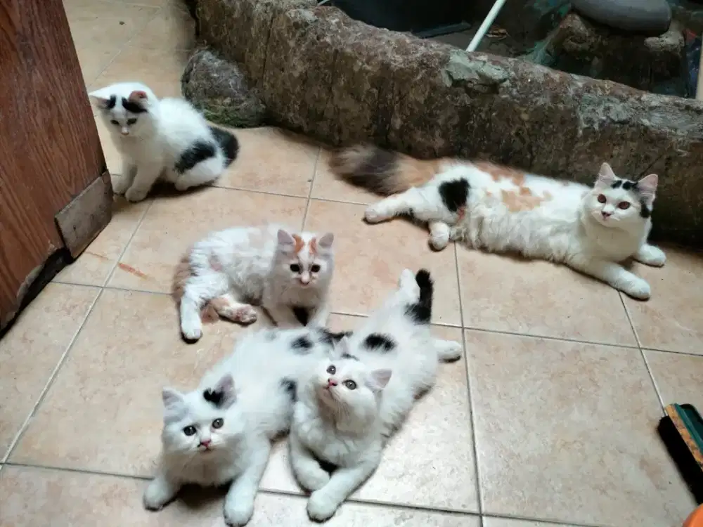 Open adopt kucing kitten