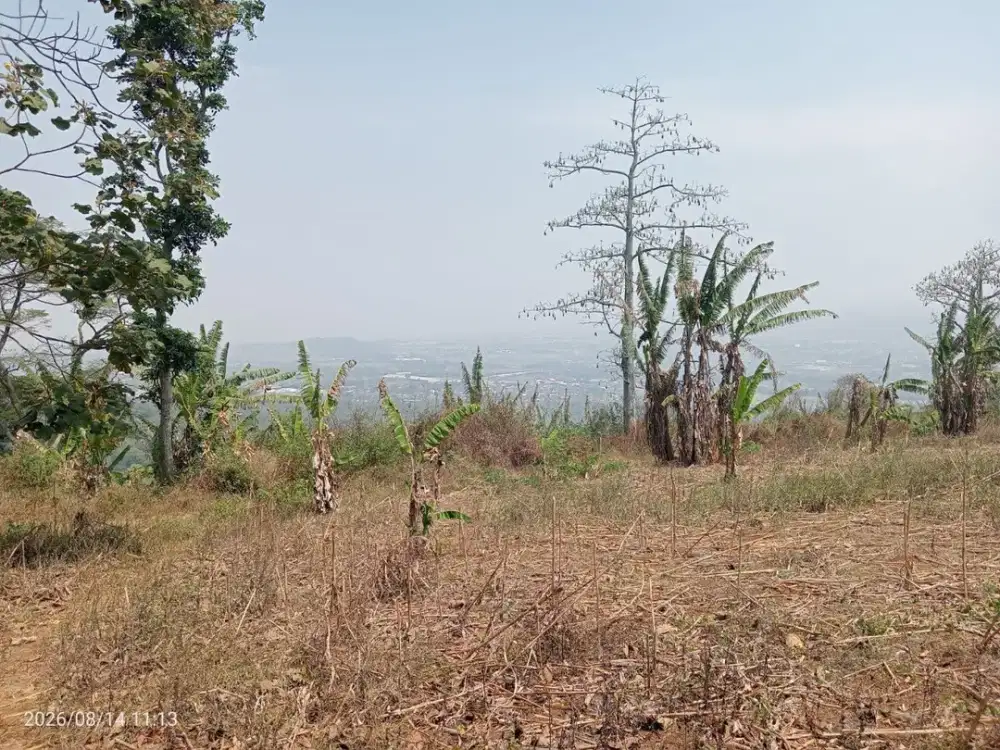 Dijual Tanah 210 Ha di Sumbergepoh Lawang Malang, Boleh Beli Sebagian | 80