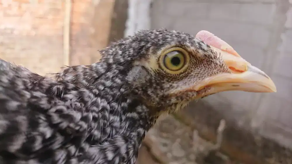 Ayam Bekisar Umur 3 Bulan