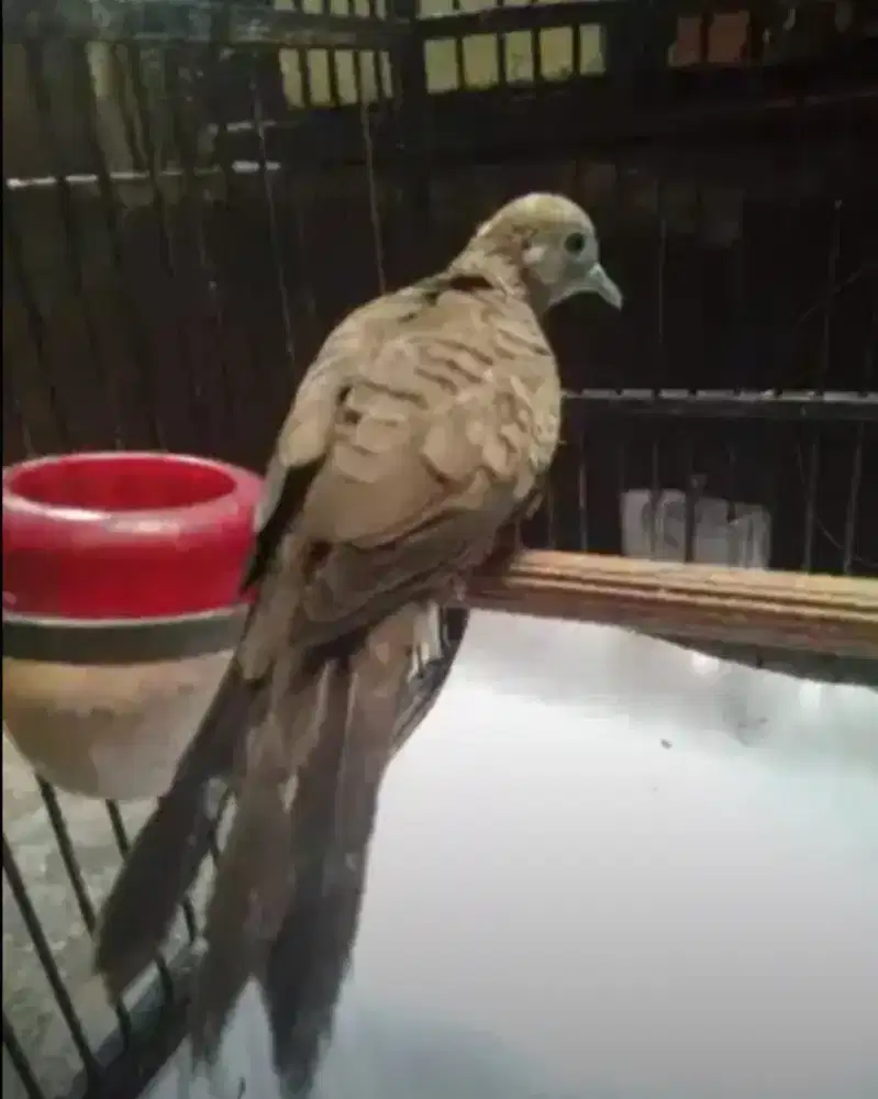 Burung perkutut lokal jantan