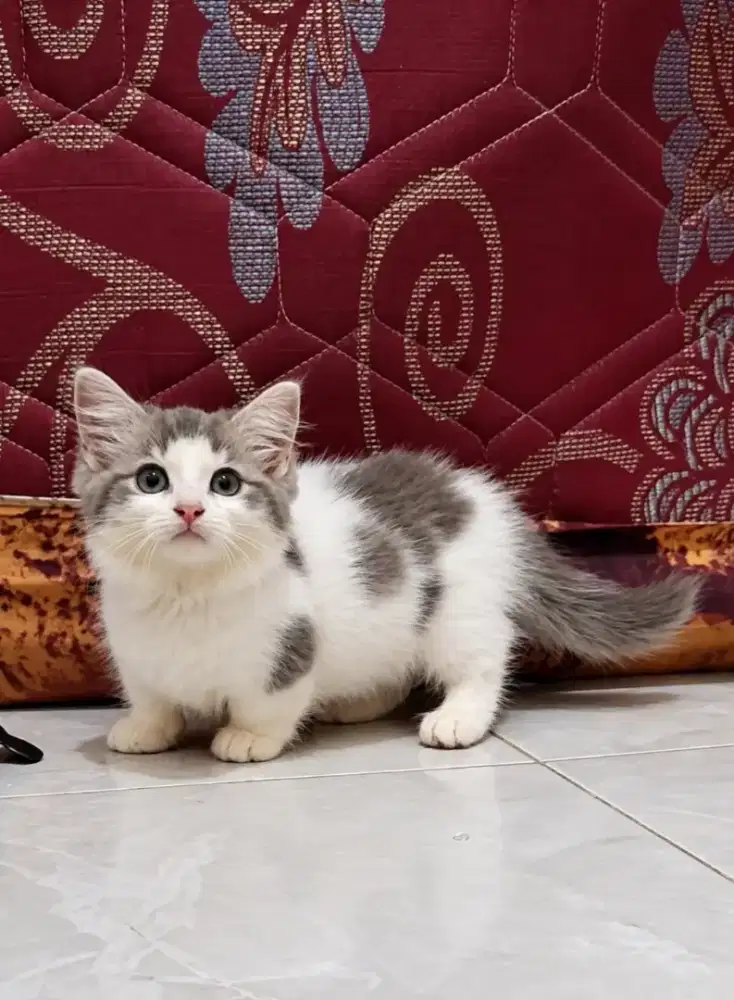 Munchkin Betina 3 bln
