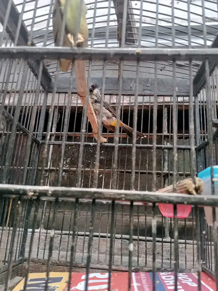 Burung kutilang kapas jantan