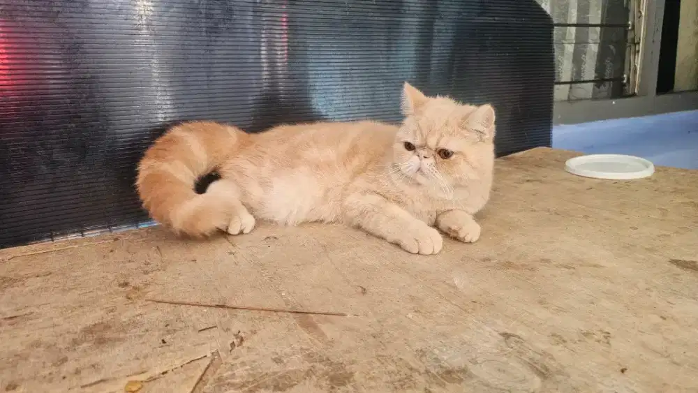 EXO Peaknose Shorthair