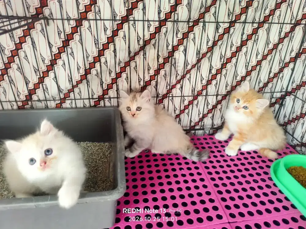 kitten persia jantan/kucing persia  betina/kucing persia  jantan