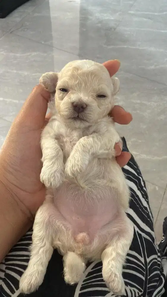 Dicari Pawparent