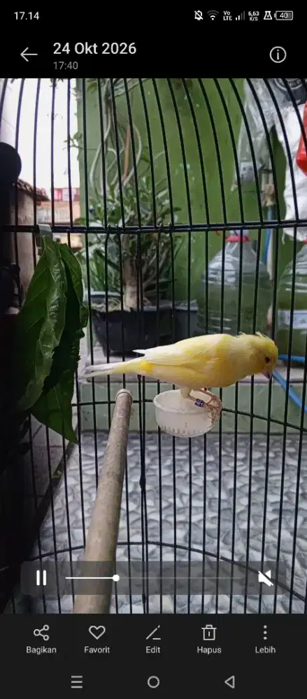 Burung cenari tuker sama Lovebird bt