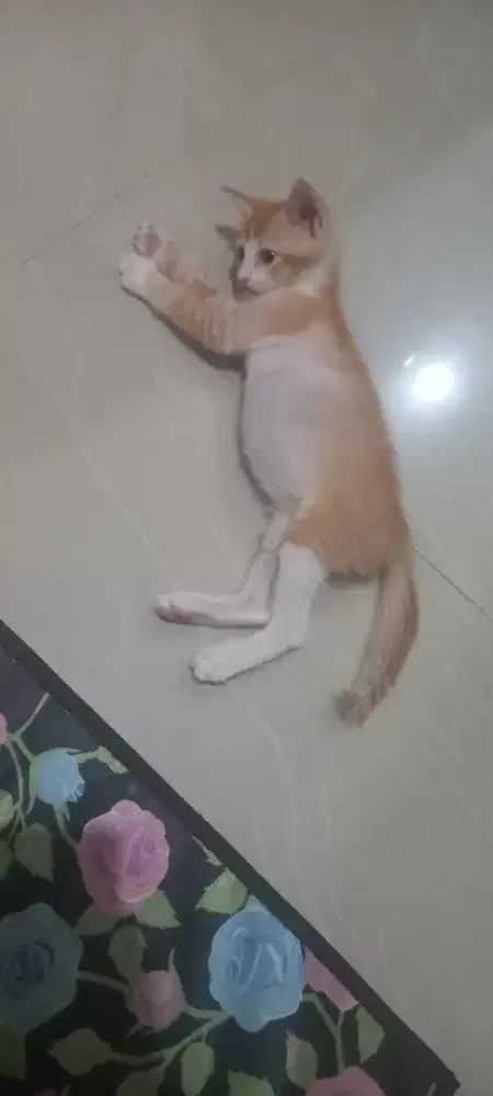 Anak kucing mixdome