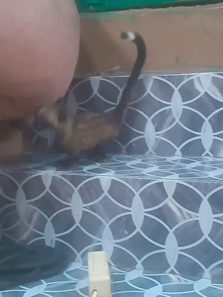 Musang betina jitot