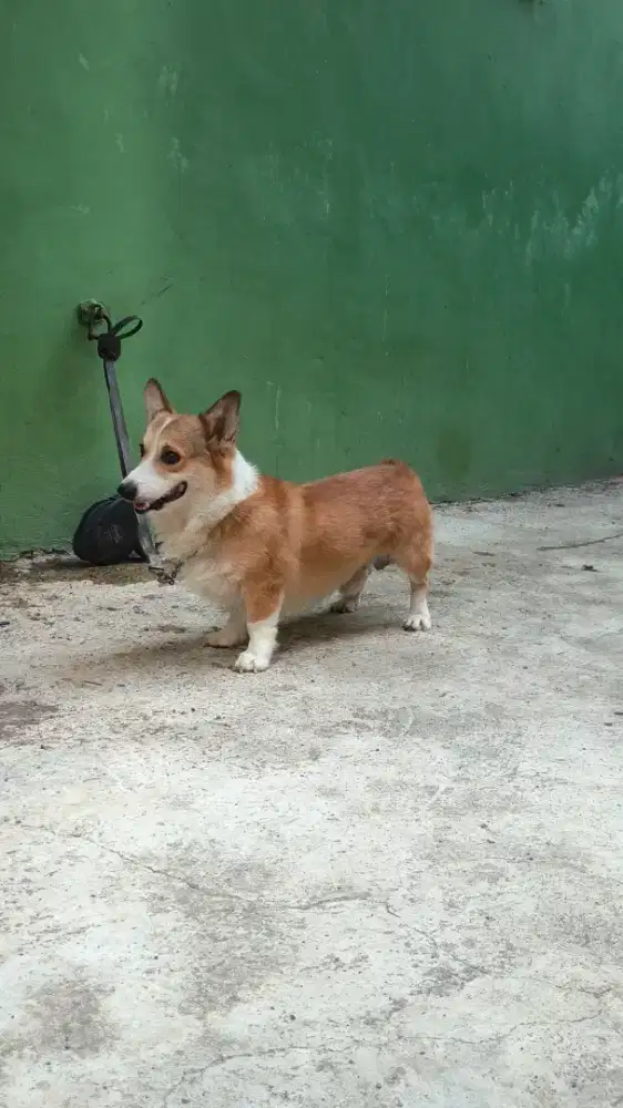 PEMBROKE CORGI ceper