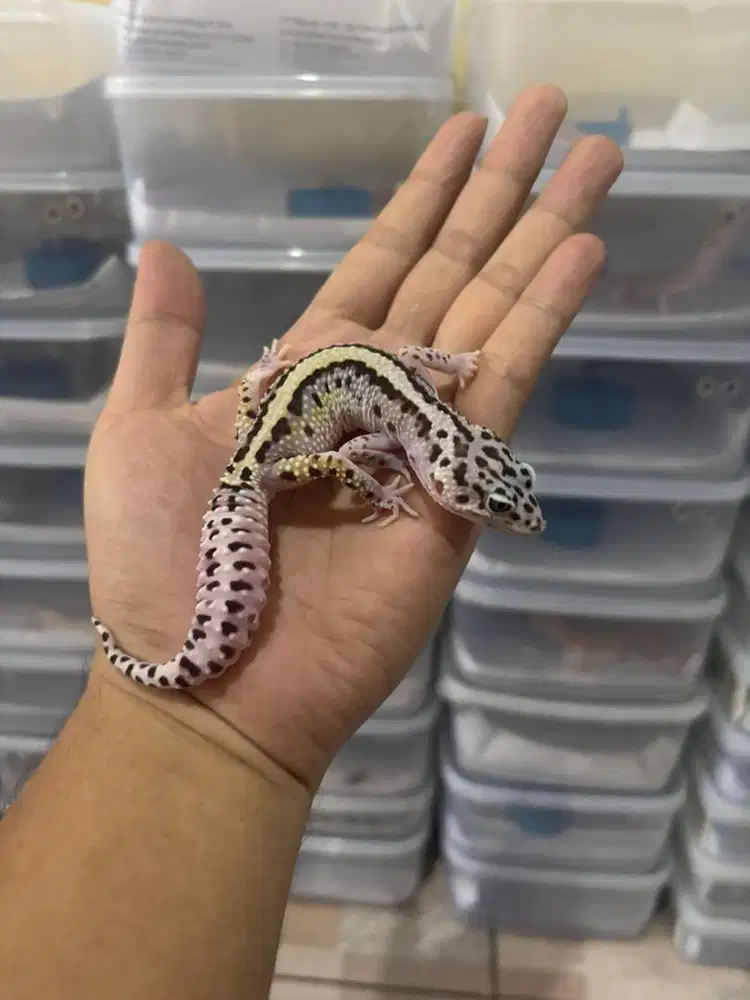 Leopard Gecko Dewasa