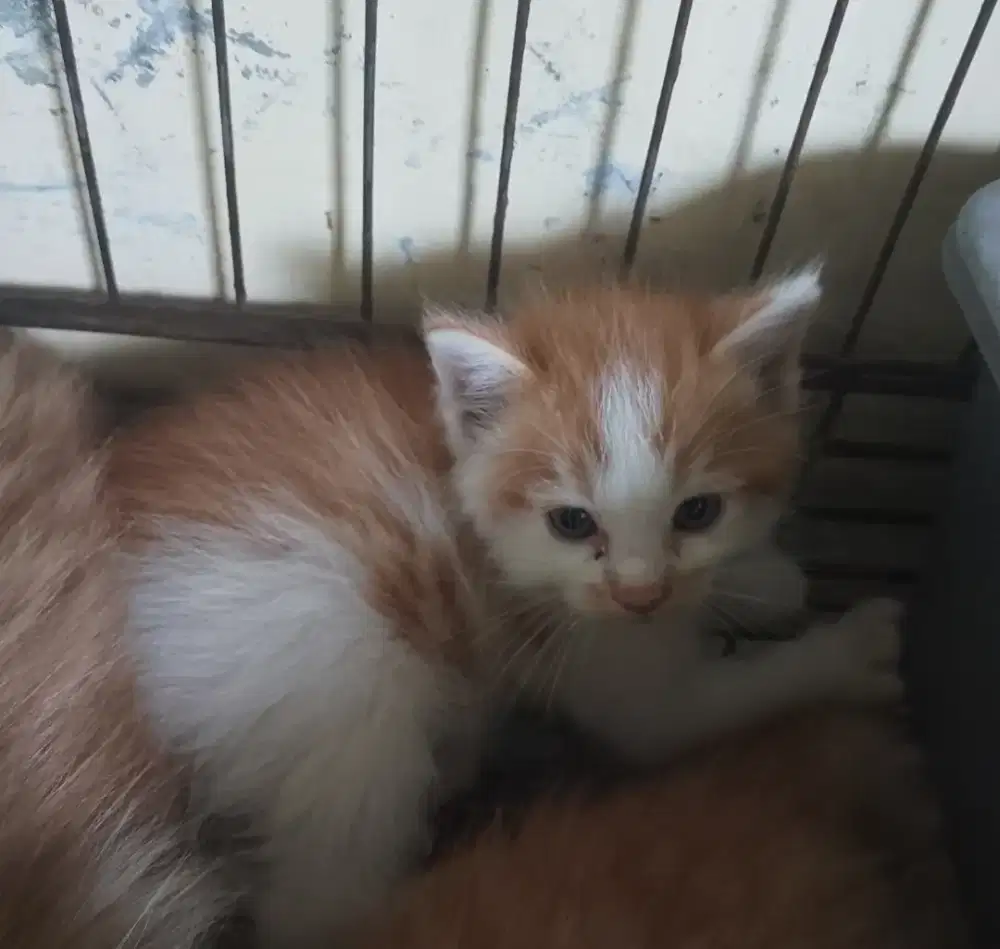 Kitten flat nouse LH