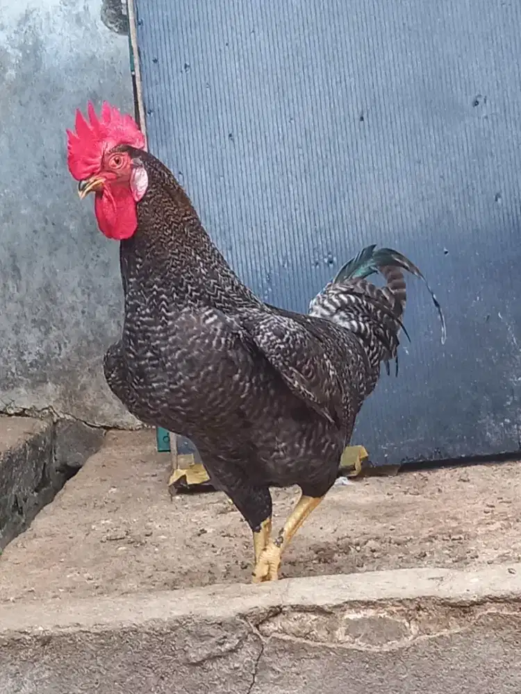 Ayam jago kuntara 4.