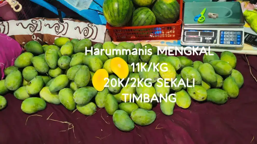 mangga Arum manis matang dan mengkal