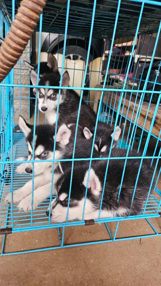 Husky no mix blue eyes & flip flop