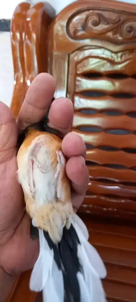 Murai batu betina dada semu putih