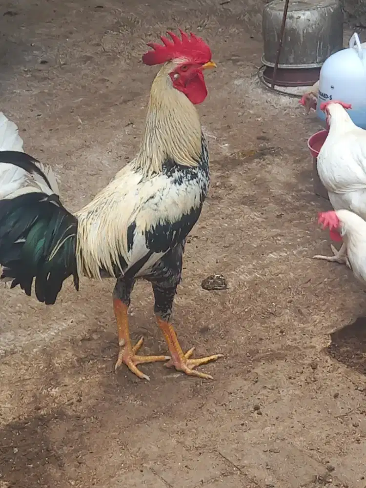 Ayam jago kampung.