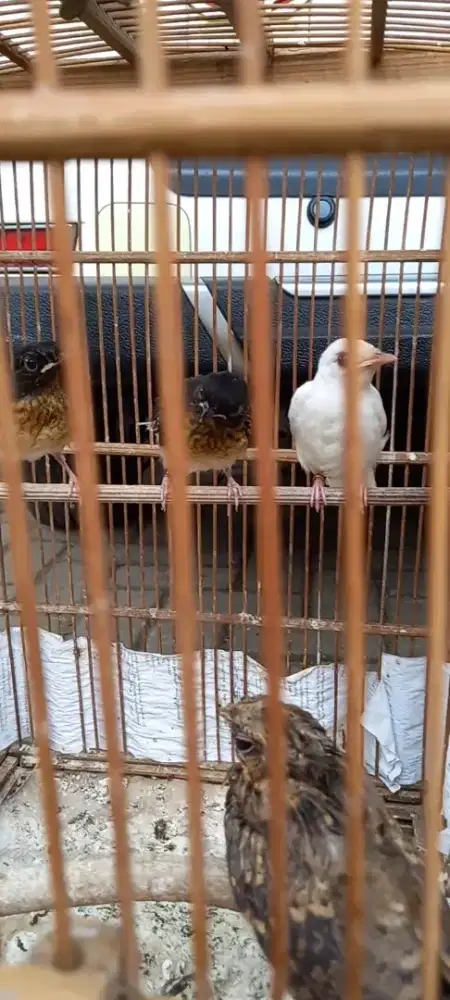 Split albino per ekor