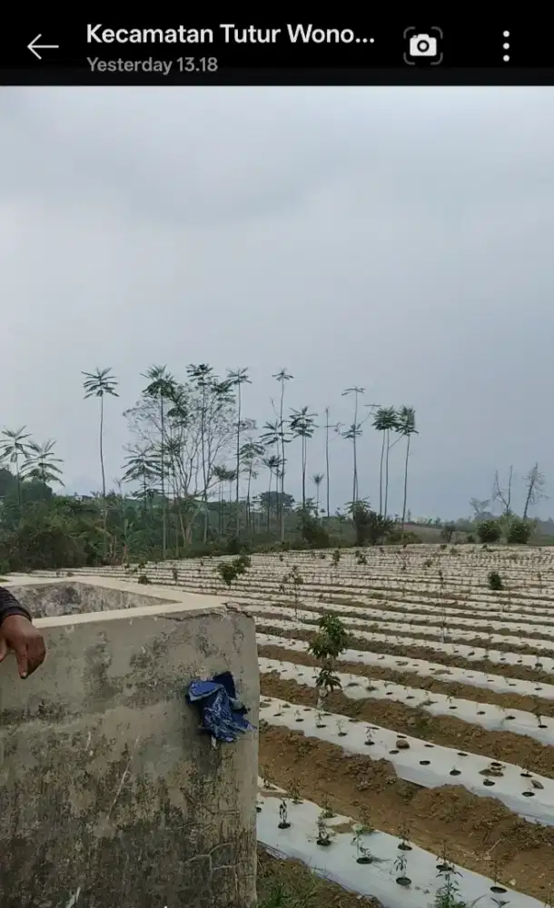 DIJUAL KEBUN 8.600 m² NONGKOJAJAR PASURUAN