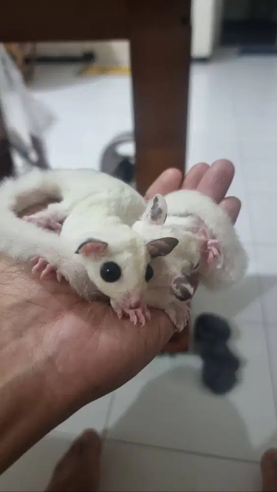 Jual Sugar Glider Betina