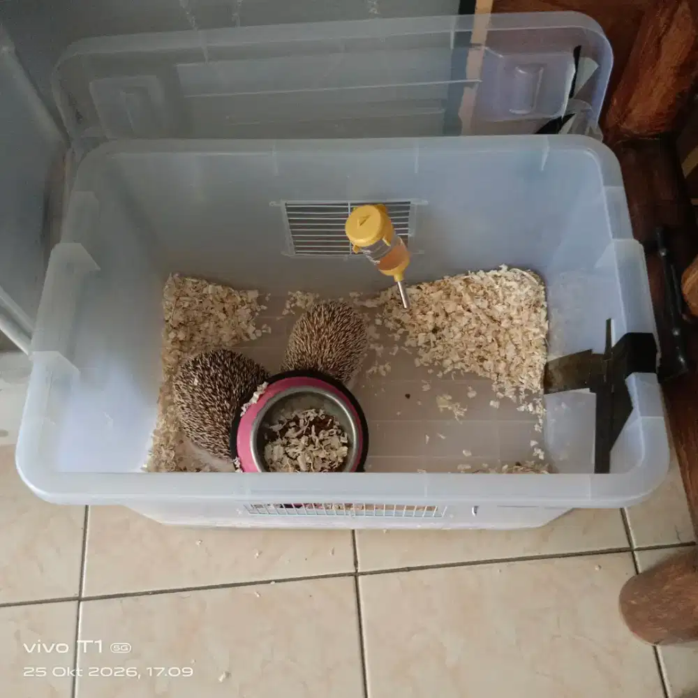 Landak Mini Cinamon
