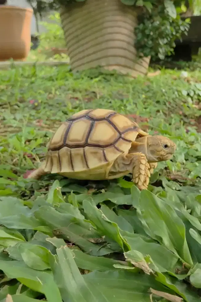 Sulcata DotLess ThinLine High Dome Langka ISTIMEWA di Bekasi