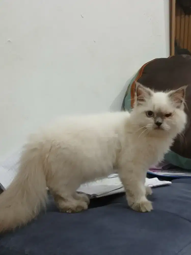 Kitten umur 4 bulan
