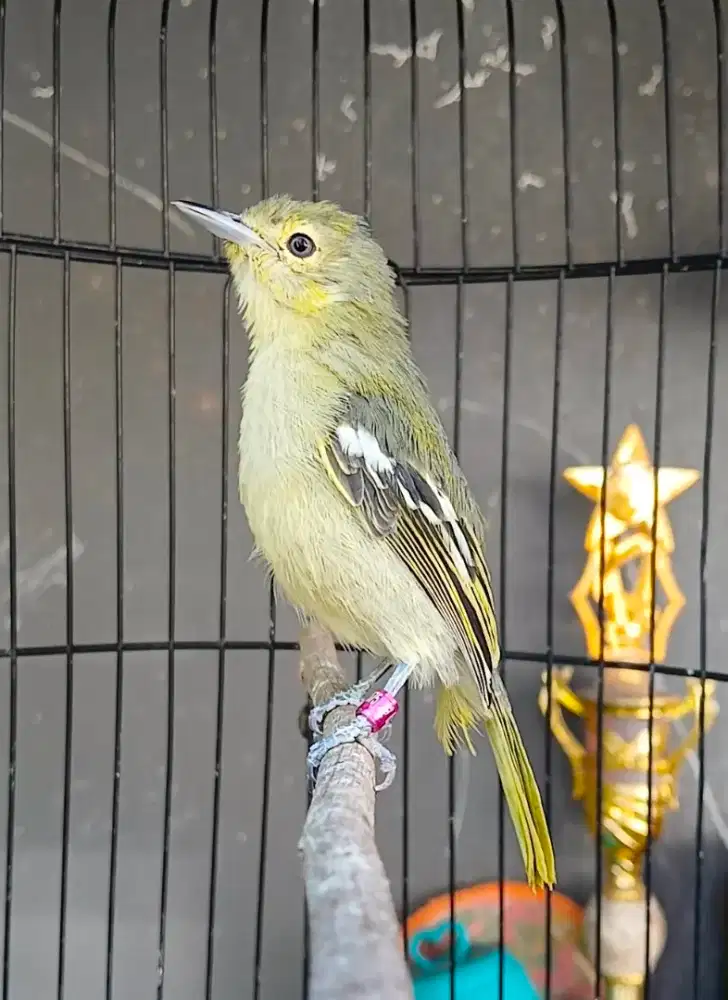 Burung sirpu jantan gacor